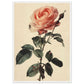 Poster Vintage Rose ( 50x70-cm-Bois-blanc)