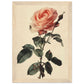 Poster Vintage Rose ( 21x29.7-cm-Bois-clair)