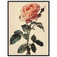 Poster Vintage Rose ( 60x80-cm-Bois-noir)