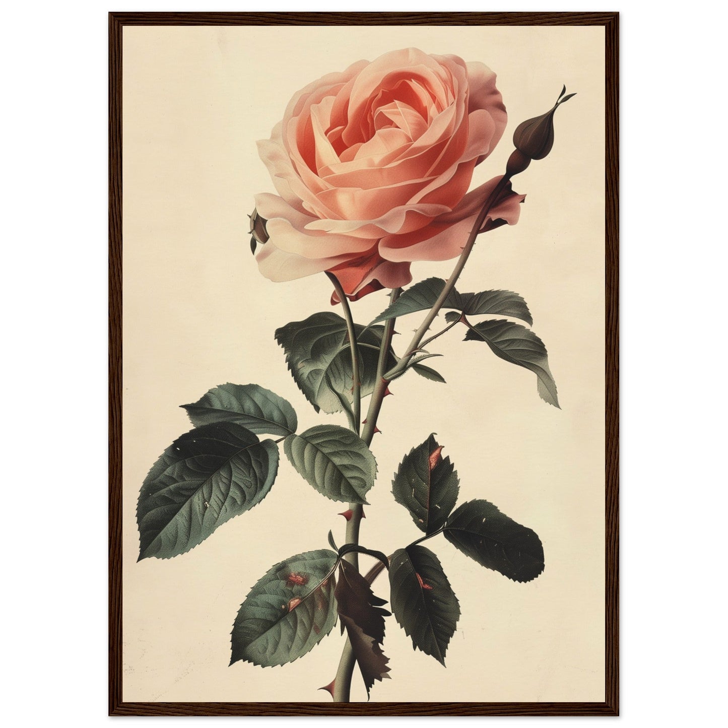 Poster Vintage Rose ( 50x70-cm-Bois-foncé)