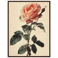 Poster Vintage Rose ( 60x80-cm-Bois-foncé)