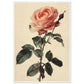 Poster Vintage Rose ( 70x100-cm-Bois-blanc)